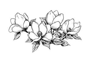 main tiré magnolia fleur encre esquisser. gravure style vecteur illustration.