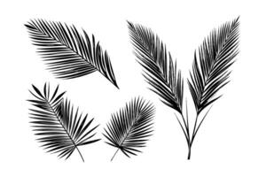 exotique tropical feuille main tiré vecteur. botanique feuilles gravé encre art. vecteur