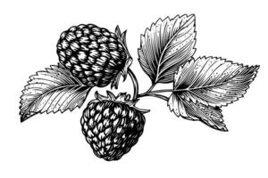 framboise branche main dessin encre esquisser. gravure style vecteur illustration.