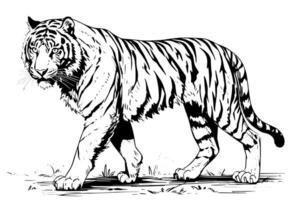main tiré gravure style esquisser de une tigre, vecteur encre illustration.