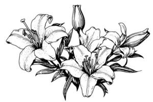 monochrome noir et blanc bouquet lis isolé sur blanc Contexte. dessiné à la main vecteur illustration.