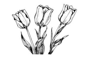 main tiré art de tulipes branches. fleur isolé sur blanc Contexte. ancien vecteur illustration