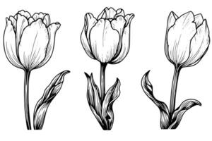main tiré art de tulipes branches. fleur isolé sur blanc Contexte. ancien vecteur illustration