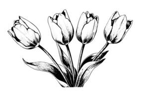 main tiré art de tulipes branches. fleur isolé sur blanc Contexte. ancien vecteur illustration