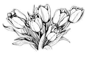 main tiré art de tulipes branches. fleur isolé sur blanc Contexte. ancien vecteur illustration