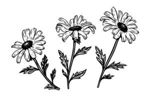 main tiré camomille encre esquisser. Marguerite fleur gravure vecteur illustration.