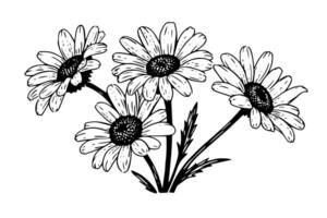 main tiré camomille encre esquisser. Marguerite fleur gravure vecteur illustration.