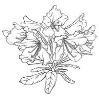 rhododendron branche avec fleurs et feuilles. noir et blanc main tiré illustration vecteur