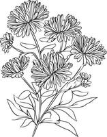 septembre naissance fleur, aster fleur coloriage page vecteur