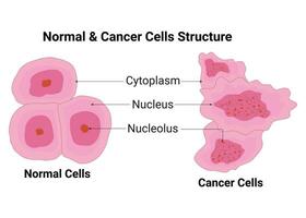 Ordinaire cellule et cancer cellule structure vecteur illustration