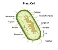 plante cellule conception vecteur illustration