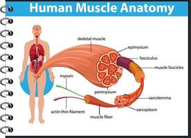 anatomie musculaire humaine avec anatomie du corps vecteur