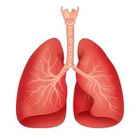 illustration des soins de santé et de l'éducation médicale dessin graphique des poumons humains pour l'étude de la biologie scientifique