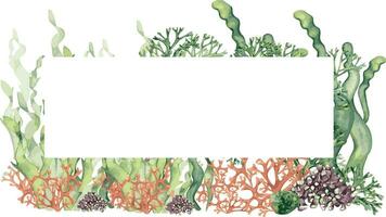 Cadre de coloré mer les plantes aquarelle illustration isolé sur blanche. laminaires algue, corail, palmata main dessiné. conception élément pour emballer, étiqueter, enseigne, carte, modèle, Marin collection vecteur