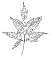 noir linéaire graphique de à feuilles de frêne érable feuille avec veinage isolé sur blanc Contexte vecteur