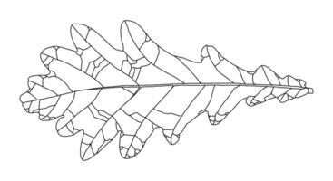 linéaire graphique chêne feuille dessin isolé sur blanc Contexte vecteur