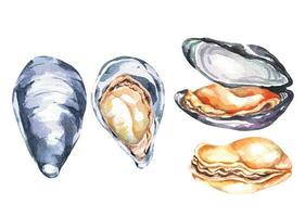 fruits de mer frais.moules dessinées à la main à l'aquarelle.créatures marines.ingrédient alimentaire. vecteur