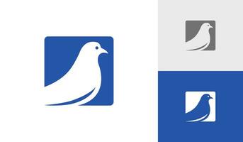 Pigeon oiseau silhouette logo conception avec carré vecteur
