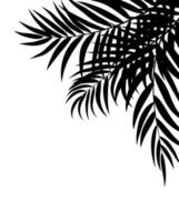 Beautifil palm tree leaf silhouette background vector illustration