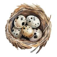 Caille des œufs dans le nid isolé main tiré aquarelle La peinture illustration vecteur