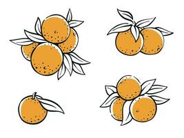 collection de des oranges avec feuilles Facile coloré illustration dessin vecteur en bonne santé Orange fruit conception