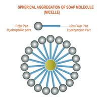 une micelle est une minuscule sphérique structure formé par tensioactif molécules dans une liquide, avec hydrophile têtes sur le surface et hydrophobe queues à l'intérieur. vecteur