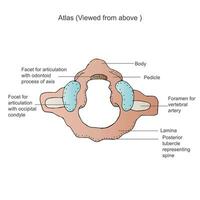 premier cervical vertèbre. atlas c1. antérieur, le atlas vertèbre est un de le des os dans votre cou ,vertébral morphologie, cervicale vertèbres, transversal foramen, vertébral foramen, médical illustration vecteur