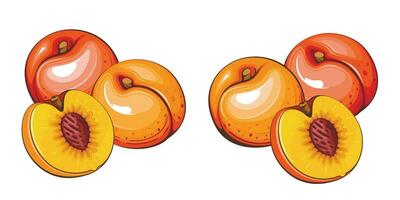 abricot isolé vecteur illustration. des fruits coloré des illustrations isolé sur blanc Contexte. fruit collection.