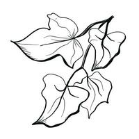 lierre feuilles, vigne griffonnage dessin vecteur illustration