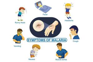 symptômes de paludisme. vecteur