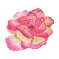 rougir rose Rose clipart. main tiré aquarelle illustrations. vecteur