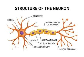 neurone structure anatomie composition vecteur