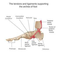 le tendons et ligaments justificatif le arches de pied. Humain anatomie. médian voir. vecteur