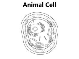 illustration de le plante cellule anatomie structure. vecteur infographie avec noyau, les mitochondries, endoplasmique réticulum, Golgi appareil, cytoplasme, mur membrane etc