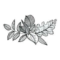 dessiné à la main composition de l'automne feuilles dans griffonnage style. vecteur illustration isolé sur blanc Contexte.