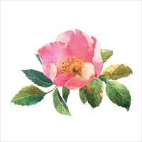 aquarelle botanique illustration, rose chien Rose fleurs, rose musquée arrangement agrafe art. vecteur