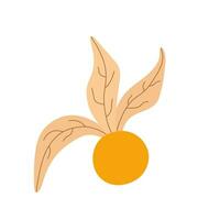 ouvert physalis péruvienne fleur avec baie à l'intérieur. l'automne récolte élément. plat dessin animé vecteur illustration isolé sur une blanc Contexte.