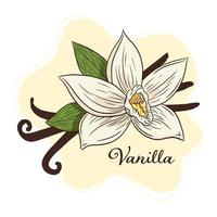 dessin au trait illustration fleur et gousses d'épices à la vanille vecteur