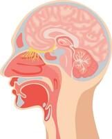 détaillé illustration de le anatomie de le Humain larynx et interne pharynx fermer pour le étude de médical disciplines et chirurgie isolé sur une blanc Contexte vecteur