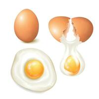 réaliste des œufs ensemble vecteur