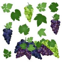 ensemble de vert, violet et bleu table les raisins avec feuilles. vecteur illustration réaliste style blanc Contexte.