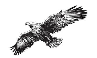 Aigle en volant isolé sur blanc Contexte main tiré esquisser vecteur illustration