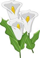 isolé vecteur illustration de blanc calla fleur botanique