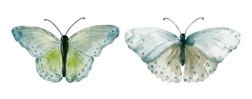 aquarelle vert Terre tons papillons collection vecteur
