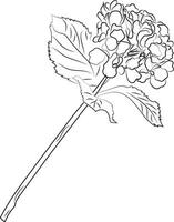 Leinart. hortensia branche. fleur. haute qualité vecteur illustration.