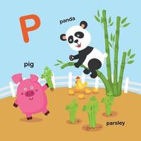illustration isolé alphabet lettre p-panda, persil, pig.vector vecteur