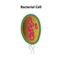 bactérien cellule anatomie étiquetage les structures sur une bacille cellule avec nucléoïde ADN et ribosomes. externe les structures comprendre le capsule, pili, et flagelle. vecteur