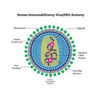 HIV virus structure. viral infection VIH, sida. sexuellement transmis maladies. infographies. vecteur illustration sur isolé Contexte.