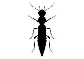 noir et blanc péderus scarabée clipart vecteur isolé sur blanc Contexte