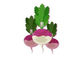 vecteur illustration de navet Frais légume. délicieux en bonne santé nourriture